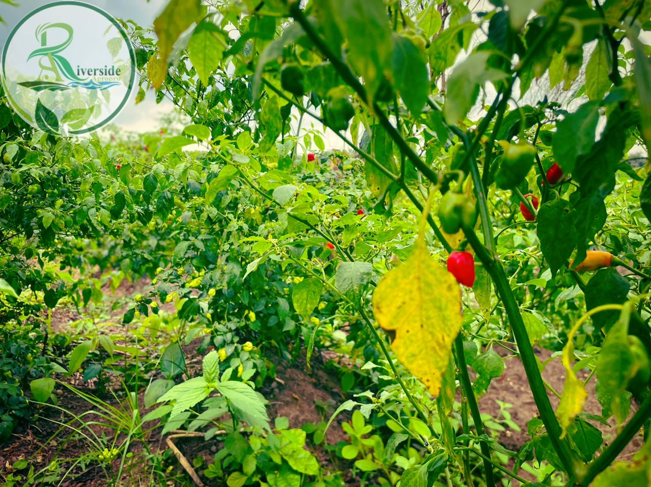Pepper plants in the field