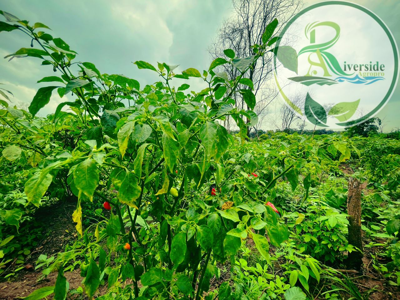 Pepper field in full leaf