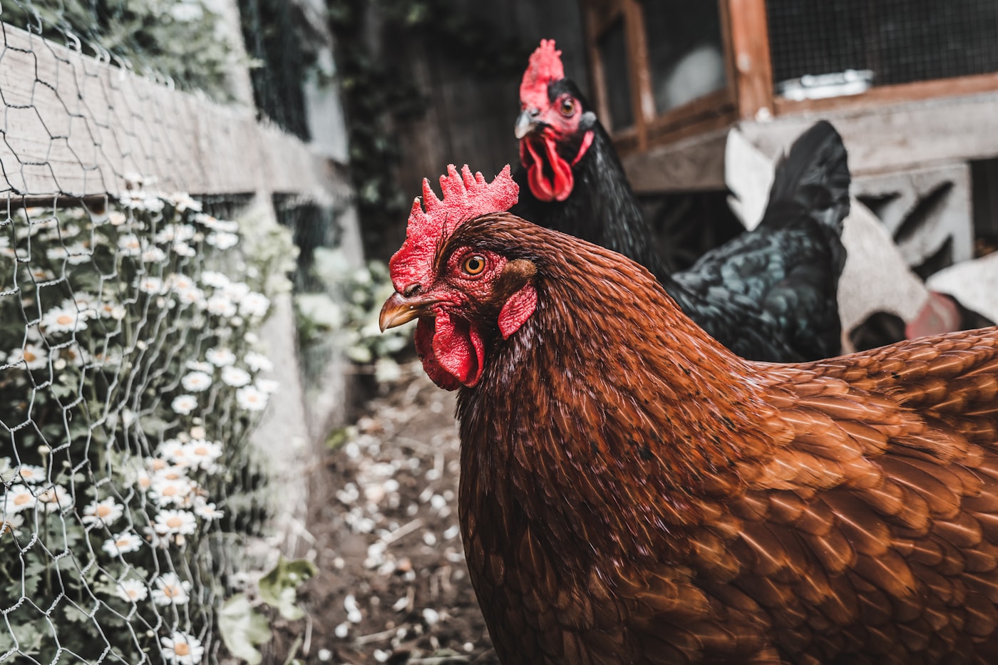 Hen in managed poultry housing