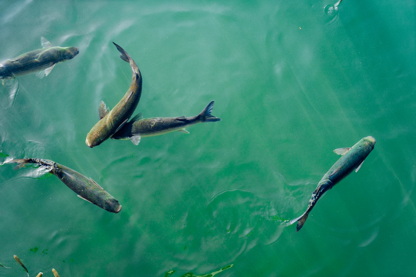 Farm raised fish in a pond