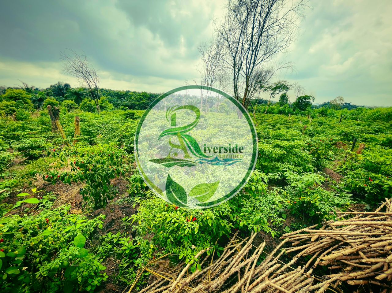 Cassava rows under a wide sky