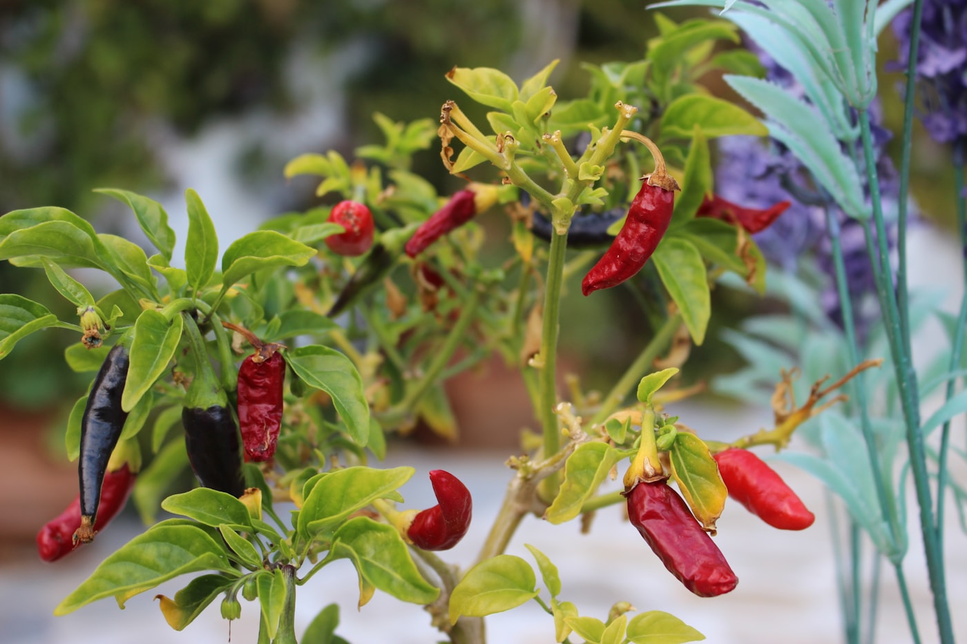 Peppers growing in the field