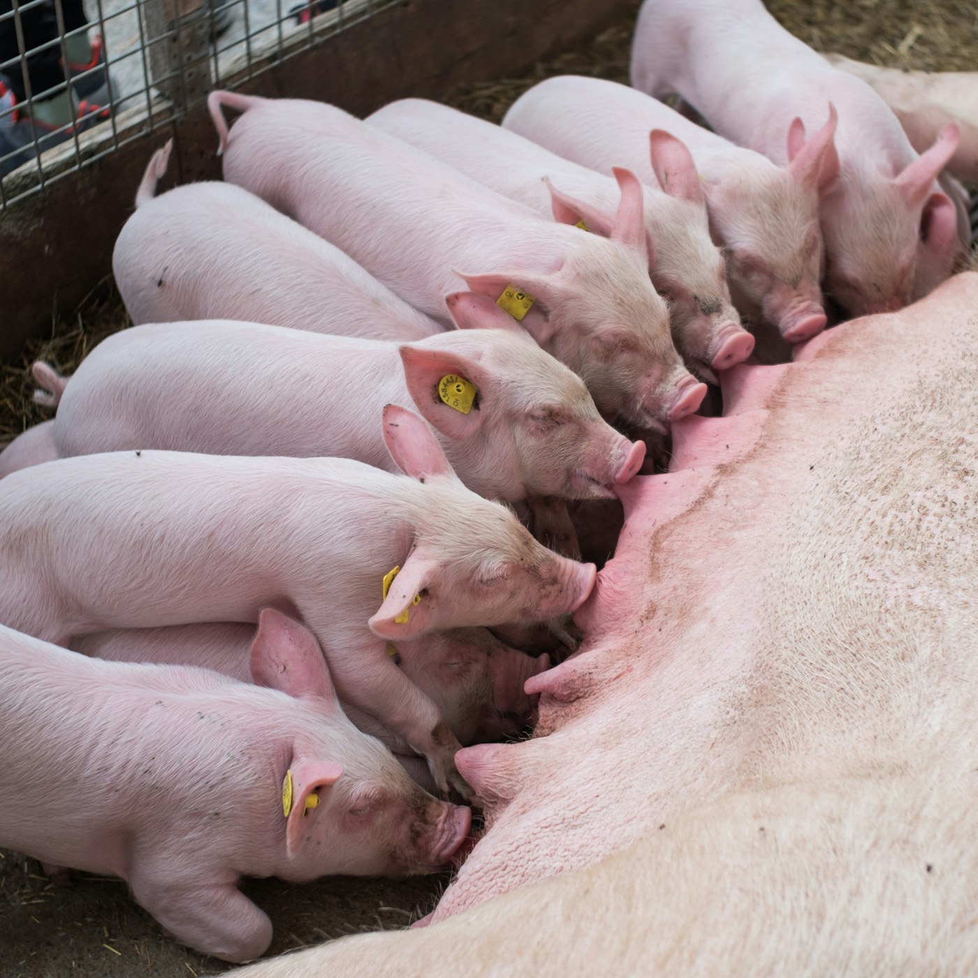 Pigs in a farm pen