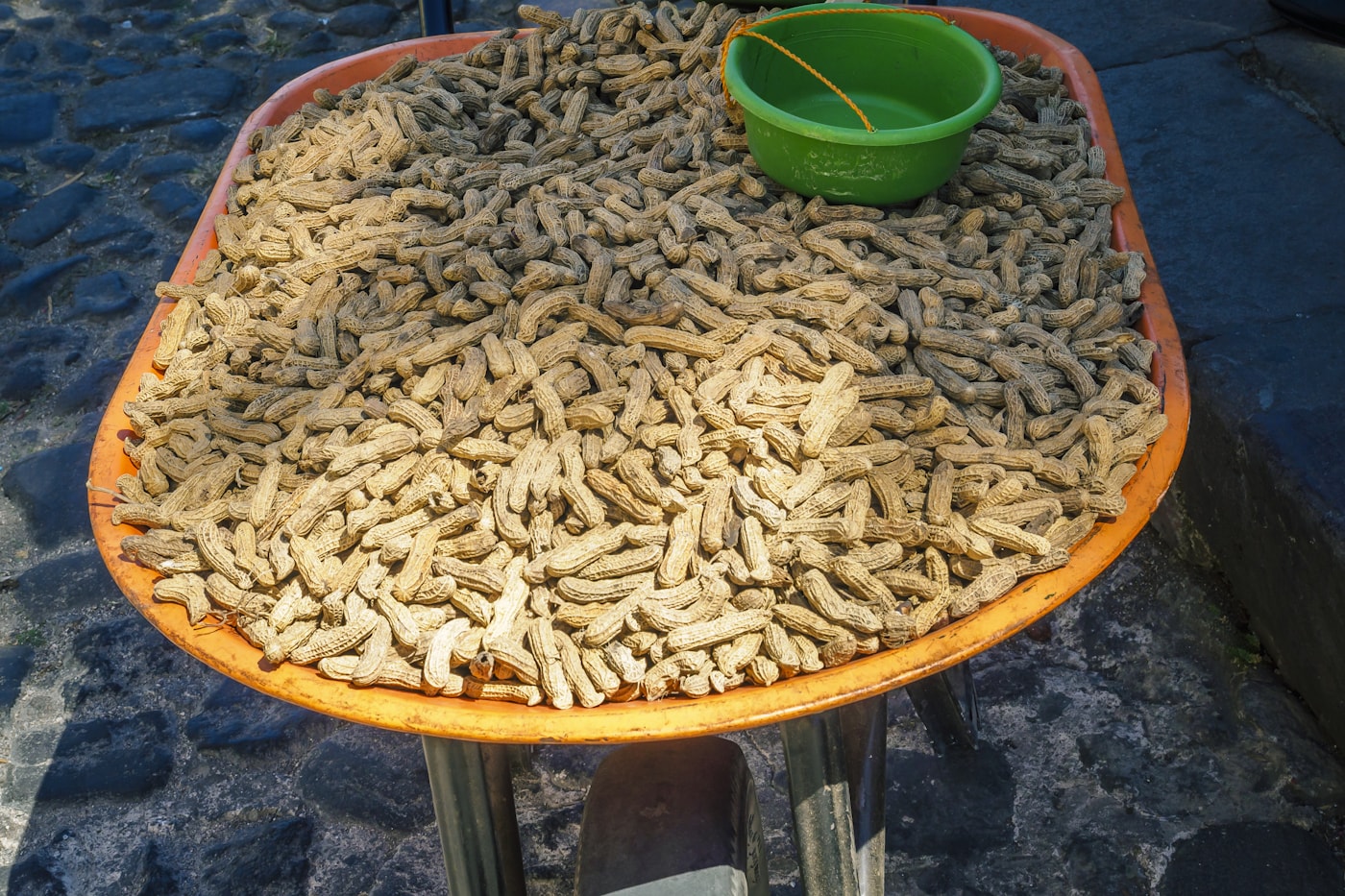 Larvae raised in trays for feed protein