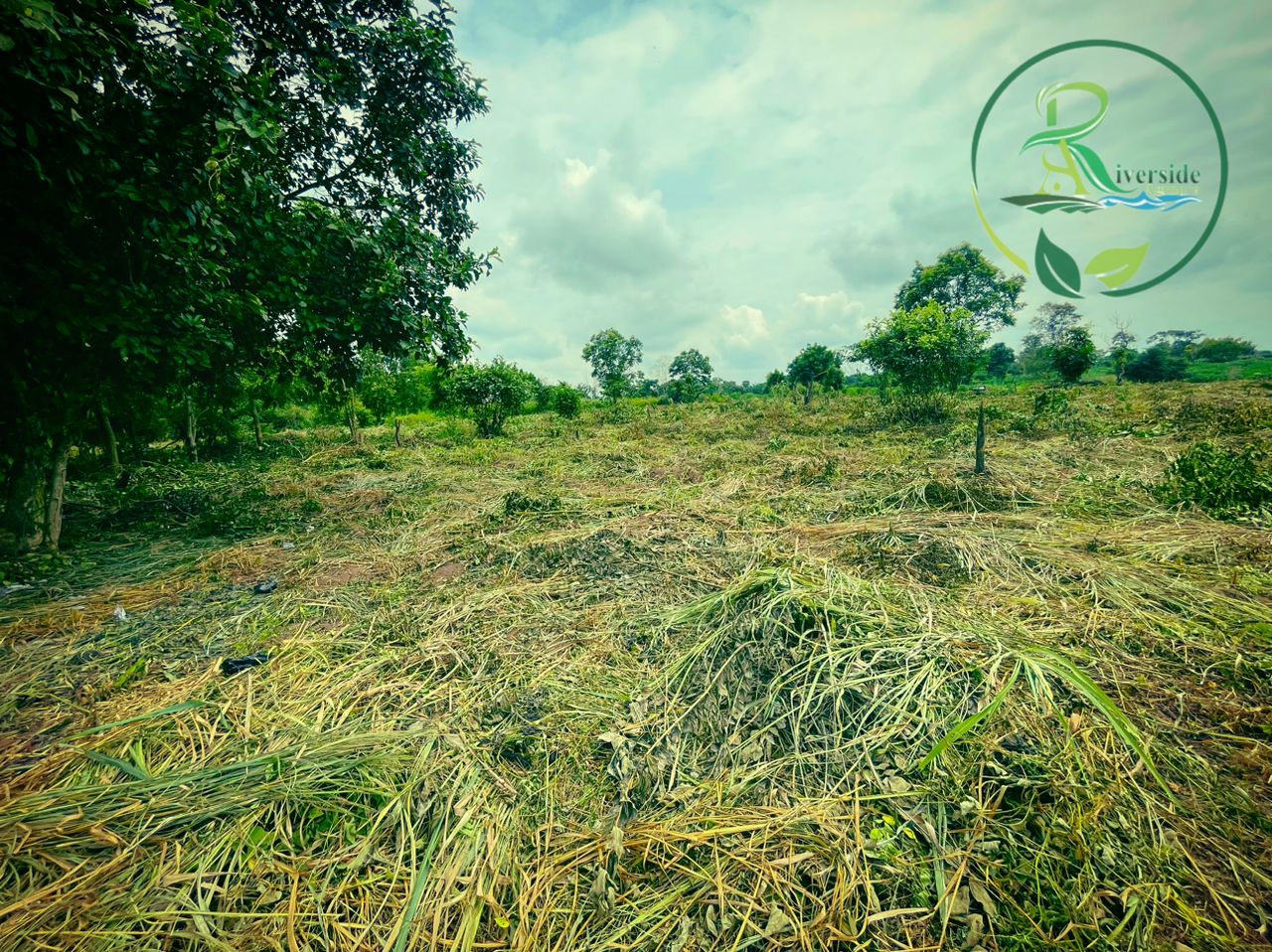 Cleared land ready for planting
